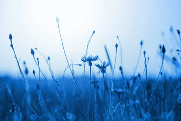 Kornblumen im Weizenfeld bei Sonnenuntergang. Farbe des Jahres 2020 Pantone Classic Blue © Maya Kruchancova