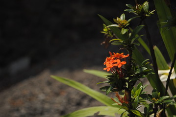  The colorful red, orange and yellow blooms of Saraca asoca (Saraca indica Linn, Asoka; Saraca) 
