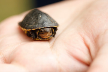 a small turtle in a person's hand