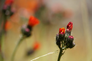 Orangerotes Habichtskraut