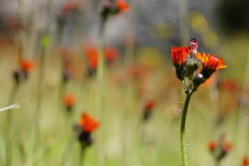 Orangerotes Habichtskraut