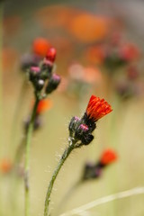 Orangerotes Habichtskraut