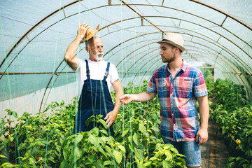 Grandfather and his grandson in a greenhouse harvesting paprika