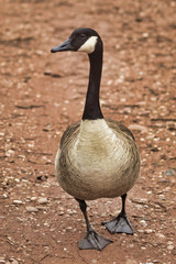 canadian goosebird geese wildlife uk wolseley