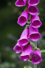 Roter Fingerhut Wegerichsgew&auml;chse 