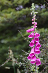 Roter Fingerhut Wegerichsgew&auml;chse 