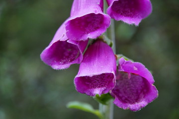 Roter Fingerhut Wegerichsgew&auml;chse 