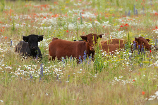 Pretty dexter cows in a flower meadow