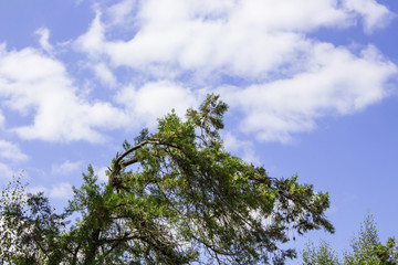 Fototapeta premium Tree branches on a bright blue sky. fir branches in front of blue sky. Place for text