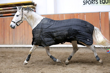 Grey colored purebred saddle horse waiting for riders under blanket in empty riding hall
