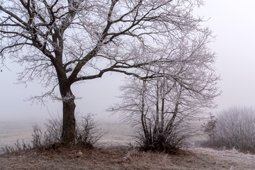 Dolinna Narwi. Narwiańskie grądy. Łagodna zima na Podlasiu. Mgła i szron