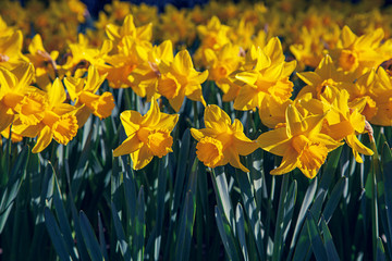 Flower bed with yellow daffodil flowers blooming in the spring Early Spring Yellow Daffodils.