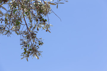 under an olive tree on a sunny day