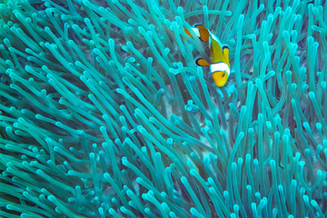 Ocellaris clownfish in Thailand