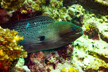 Moray Eel hinding in coral