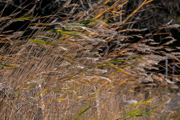 Obraz premium Closeup dried yellow high grass extremely blurred