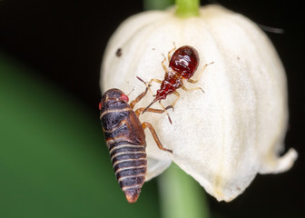 Cicadidae is the largest family of cicadas. Cicadas of Europe macro photo.