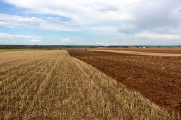 Fototapeta premium field of wheat