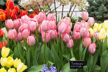 Beautiful pink tulips (Salmon Van Eijk species)