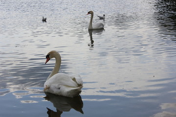 Fototapeta premium swans on the lake