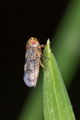 Cicadidae is the largest family of cicadas. Cicadas of Europe macro photo.