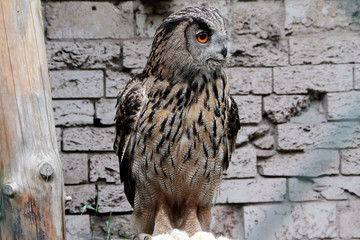 Owl, Long-eared owl, Asio otus, Thuringia, Germany, Europe