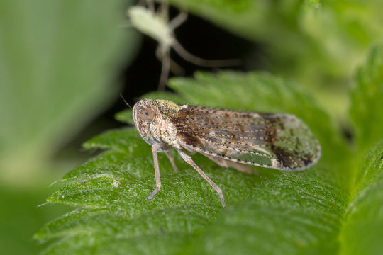 Cixius (Ceratocixius) cunicularius is a species belonging to tthe family Cicadellidae.