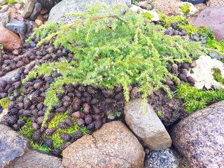 coastal juniper in the garden, between the stones, mulched with cones