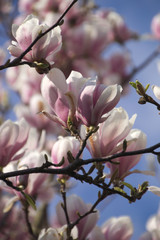 Kirschblüten