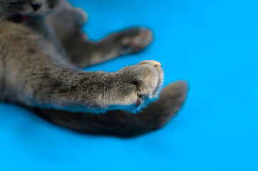 Cat paw on macro on an isolated plain colored blue background, copy space