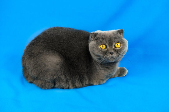 Scottish fold cat lies on the fabric, blue colored background, portrait and isolated photo with copy space