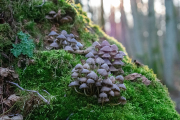 green moss on a tree