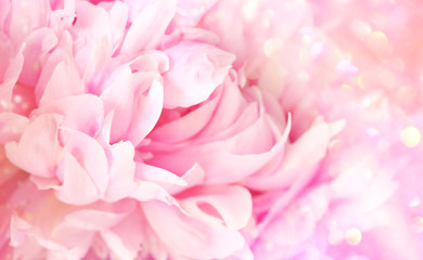 Fototapeta na wymiar Closeup of peony flower on soft pastel background
