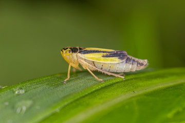Evacanthus interruptus is a species belonging to tthe family Cicadellidae.