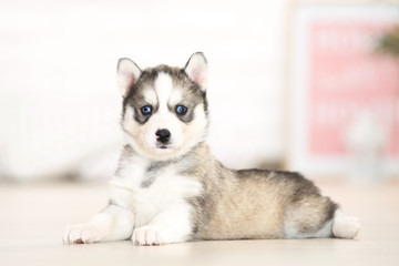 Husky puppy lying in room at home