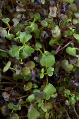 Healthy raw food eating concept. Microgreen sprouts with young leaves texture