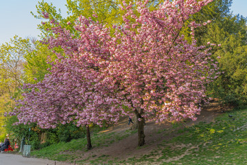 Paris, France - 04 13 2019: Park Buttes-Chaumont. Cherry blossoms