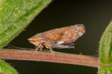 Cicadidae is the largest family of cicadas. Cicadas of Europe macro photo.
