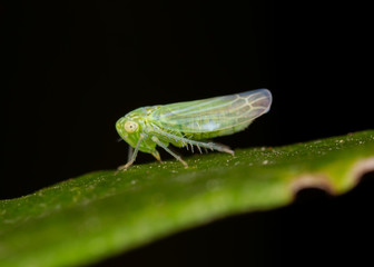 Cicadella viridis, the green leafhopper, is a species belonging to the subfamily Cicadellinae of the family Cicadellidae.