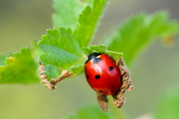 Ladybug crawling on a branch