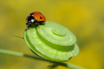 ladybug on green leaf