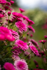 Fototapeta premium pink flowers in the garden