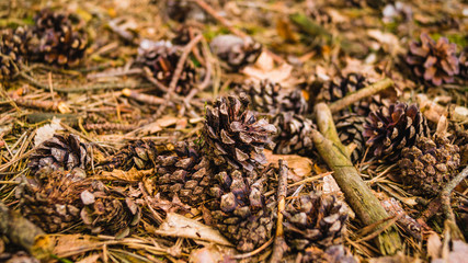 A high angle shot of pine cones and dried branches on the ground under the sun