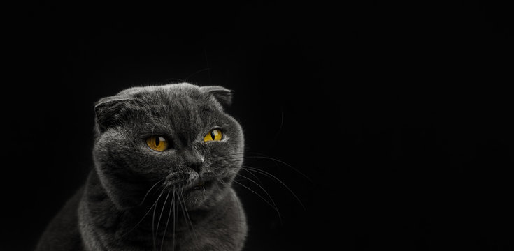 Angry scottish fold cat, silhouette, black background, portrait and isolated photo with copy space, banner
