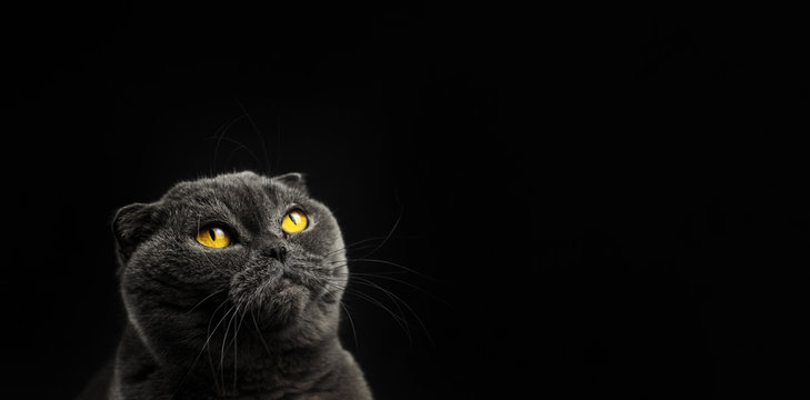 Scottish fold cat looking up, silhouette, black background, portrait and isolated photo with copy space, banner