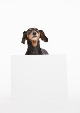 Black And Tan Weiner Dog Poses With Blank White Sign For Text