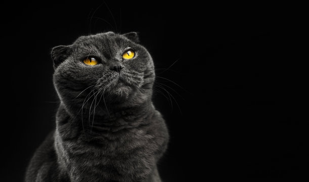 Scottish fold cat looking up, silhouette, black background, portrait and isolated photo with copy space