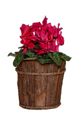 Cyclamen flower isolated. Close-up of a  beautiful fresh blooming cyclamen  in wooden vase isolated on a white background. Decorations element for Birthday, Mother day and other festivals. Macro.