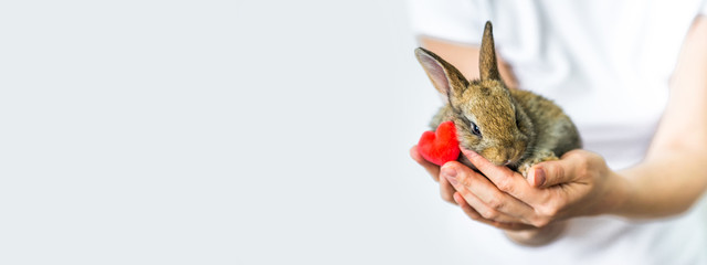Banner little rabbit and heart in human hands. The concept of animal protection and conservation....