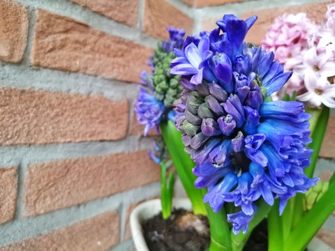 Macro shot of beautiful purple hyacinths flowers